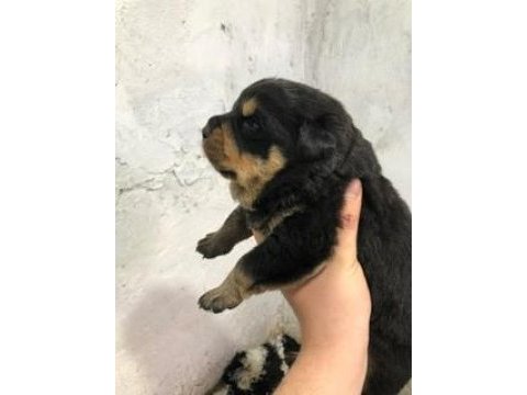 A kalite rottweiler