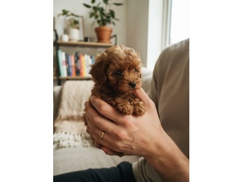 Toy poodle köpeği