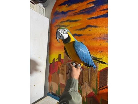 Macaw kuşumuz full evcil