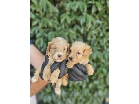 Irk ve sağlık garanti maltipoo yavrularımuz