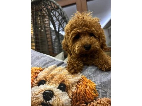 Birbirinden tatlı kore poodlemiz sizleri bekliyor