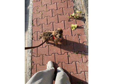 3 aylık maltipoo