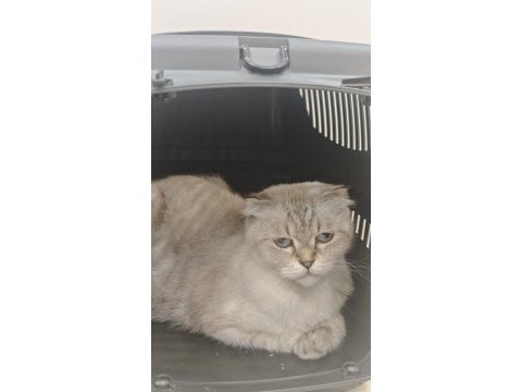 British longhair kedisi
