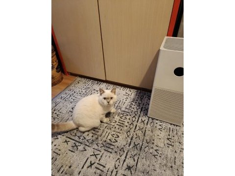 6 aylık british shorthair