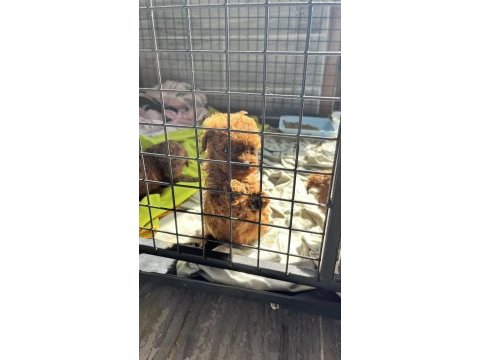 Red brown kore toy poodle yavrularımız