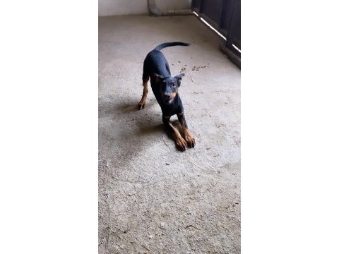 Varsa daha iyi doberman o da annesi