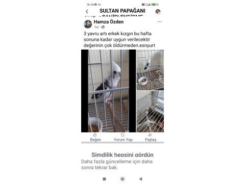 Yavru sultan papağanı