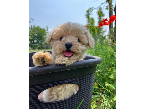 Irk garantili maltipoo yavruları