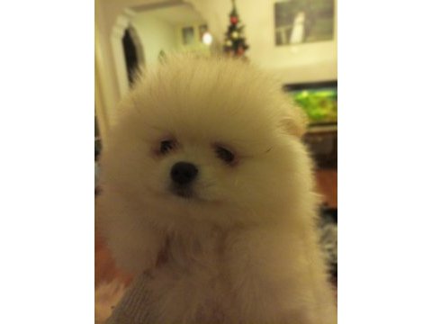 Safkan anne ve baba şecereli pomeranian dişi yavrular