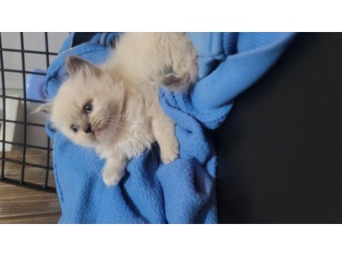 Himalayan cinsi kedimiz