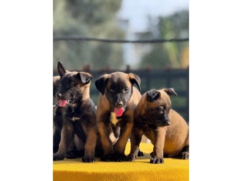 Muhteşem belçika malinois yavrularımız