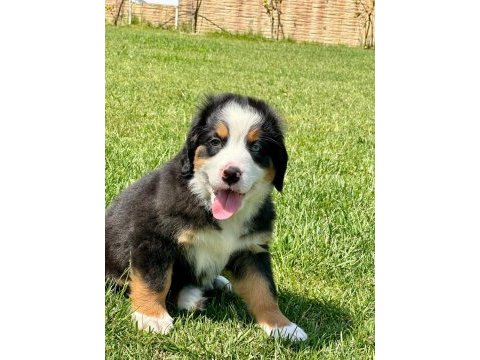 Bernese yavruları sağlık ve ırk garantili