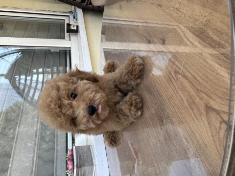 Dişi toy poodle yavrularımız