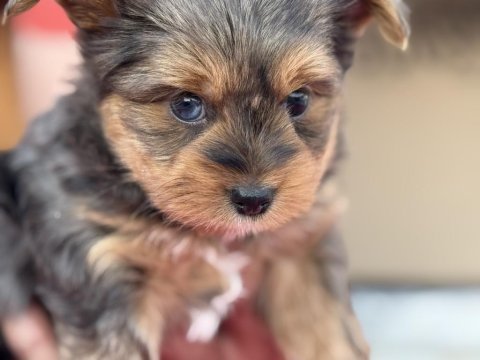 Tea cup morkie yavrular petmode de ziyarete açık