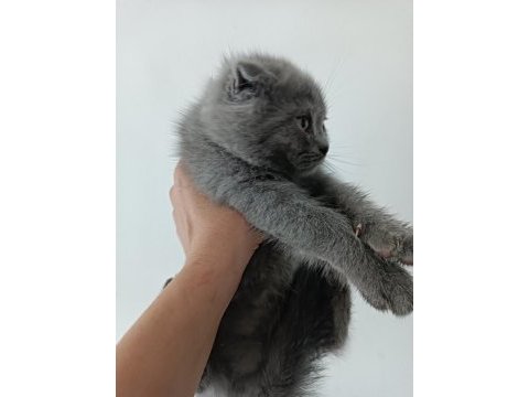 Scottish fold gri kedimiz