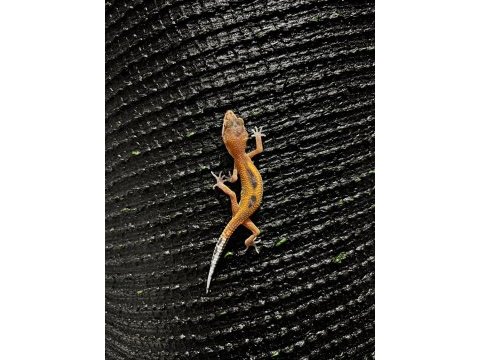 Leopard gecko