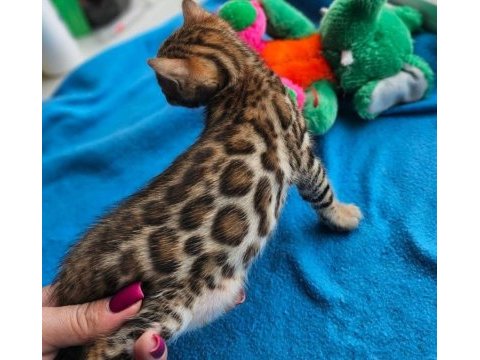 Bengal kittens wcf pedigre