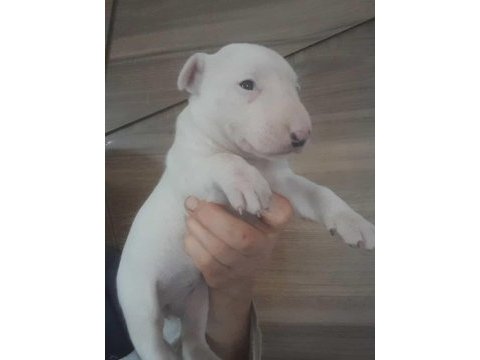 Snoopy dog resmen çok tatlı bull terrier
