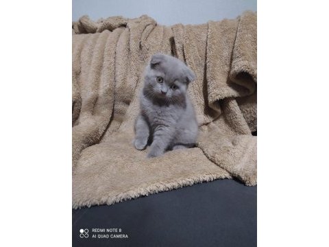 50 günlük dişi scottish fold