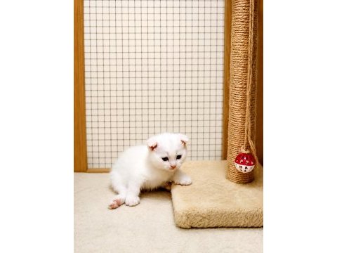 Yeni yuvasını bekleyen tatlış bir scottish fold