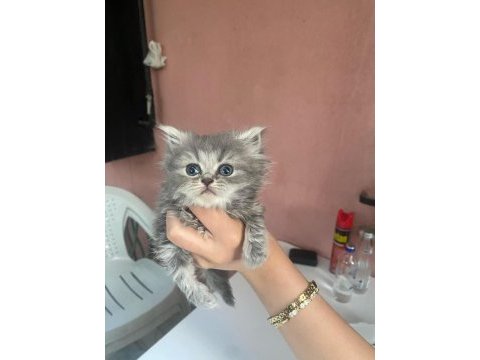 Safkan blue point british shorthair yavrularımız (son 4)