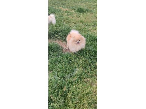 Orjinal pomeranian boo kar beyaz erkek