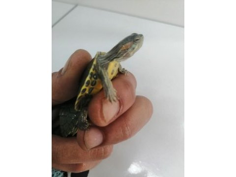 Su kaplumbağası bebek kırmızı yanak