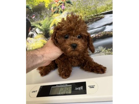 Çok tatlı 3,5 aylık orijinal toy poodle dişi yavru