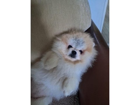 Pomeranian boo dişi ayı surat