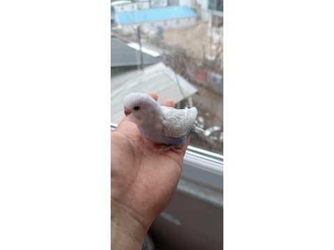 Yeni yeme düşmüş muhabbet kuşu yavrular
