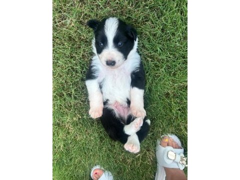 Yakışıklı border collie yavruları