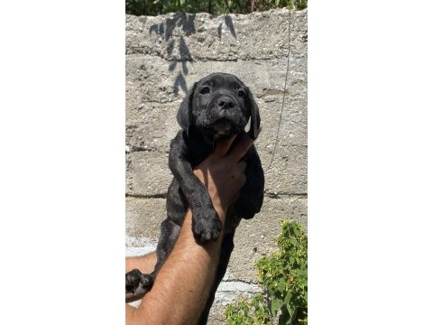 Irk ve sağlık garantili cane corso yavruları