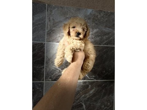 Orjinal maltipoo yavrular