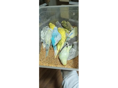 Eğitimli uysal 80 günlük bebek sultan papağanı