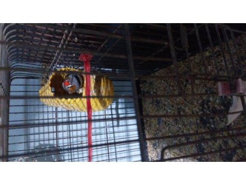1 takım jumbo ispinoz 1 tane erkek hint bülbülü