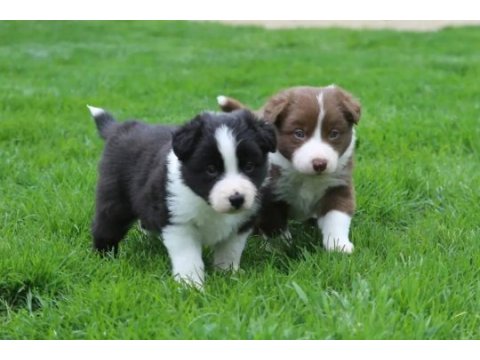 Mükemmel border collie yavrular