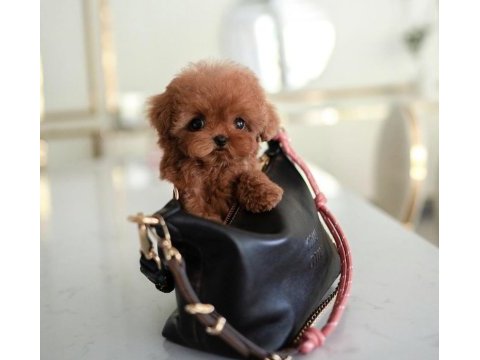 Toy poodle yavrularım kore