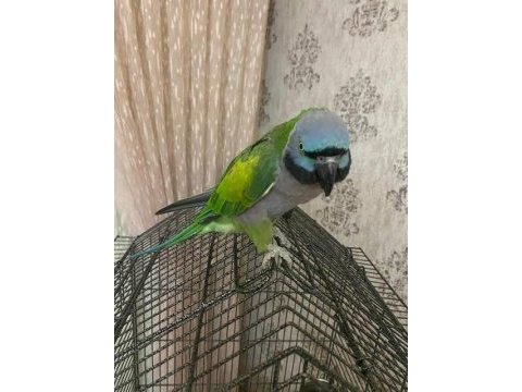 Derbian papağanı süper konuşma