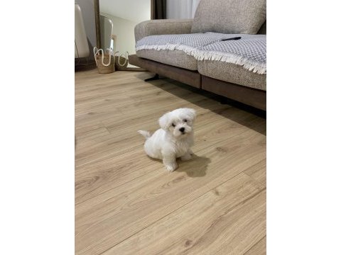 Balım orijinal 1 numara maltese terrier