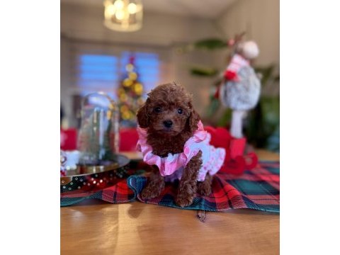 Toy poodle red brown kore yavrularımız