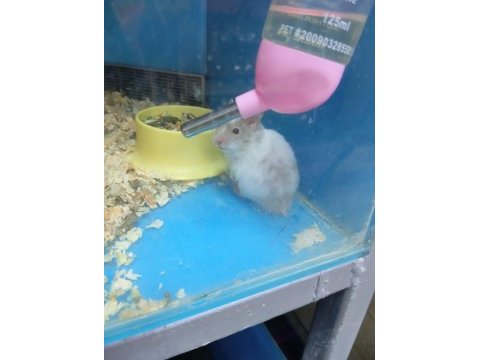 Oyuncu hamster yavruları