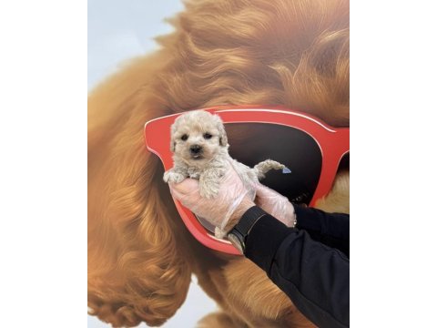 Irk garantili maltipoo yavrularımız