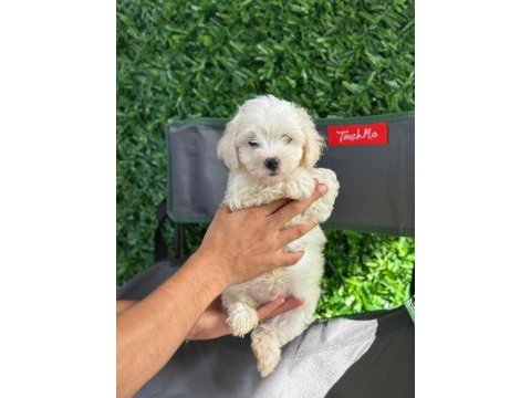 Muhteşem maltese terrier yavrularımız