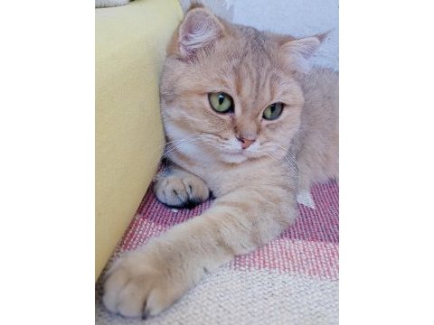 Scottish fold golden