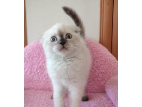 2 buçuk aylık british shorthair