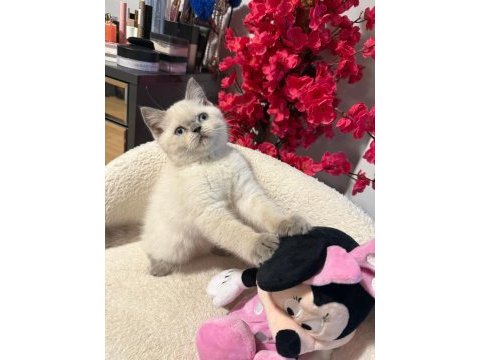 British shorthair blue point