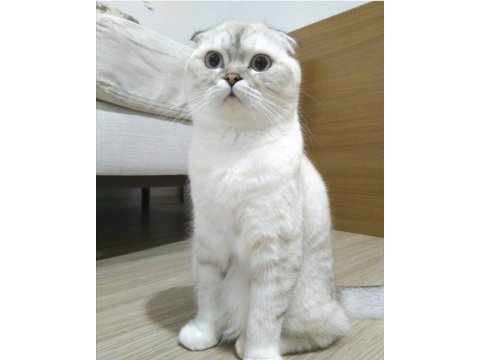 Scottish fold dişi