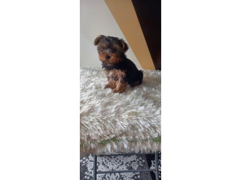 Yorkshire terrier yavru