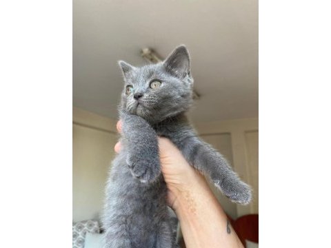 British shorthair tam bır oyun delisi dişi
