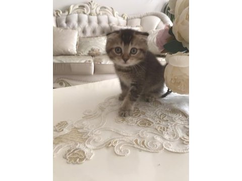 Safkan scottish fold